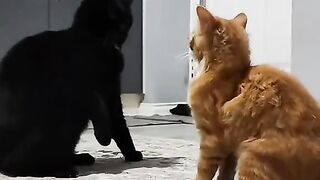 Funny cat 8