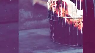 Funny cats 9