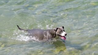 How to teach dog swim| Detail video