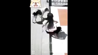Happy New Year ( Funny Dogs Video )