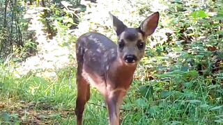 Fawns in the spot light