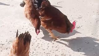 Hens Morning Time