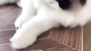 Funny cats12