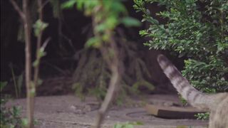 Funny animal videos, funny cats ????
