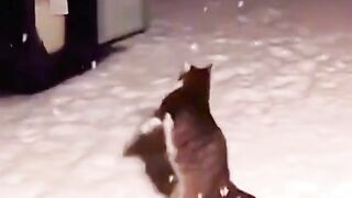 Funny cats13