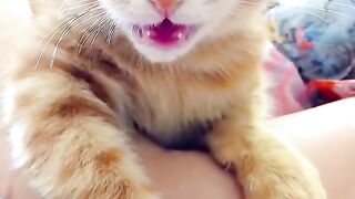 beautiful cat