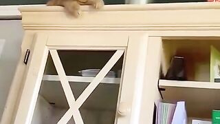Funny cats14
