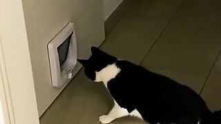 Funny cats16
