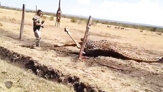 Helpless animal in jungle