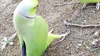 Parrots love