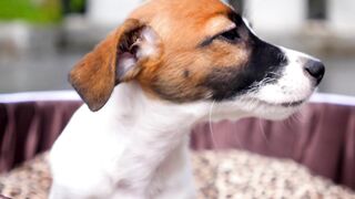 The Most Adorable Dog Guess The Name