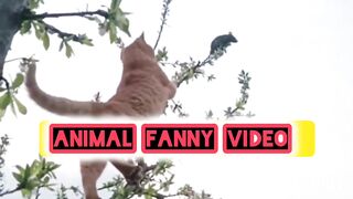 Animal fanny video