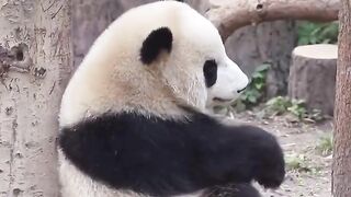 ???? panda