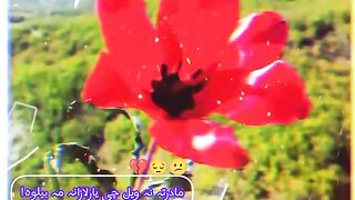 Music romantic pashto