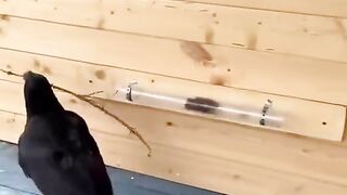 The level of intelligence and understanding of this bird is impossible
