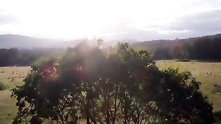 Kangaroo
