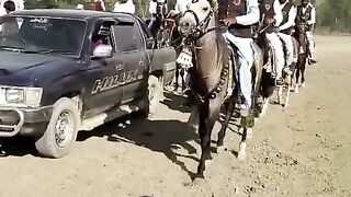 Sports Horse show
