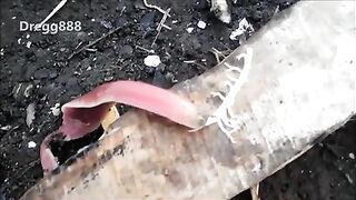 Amazing worm