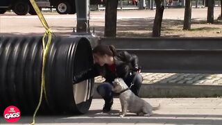 Best Of Chaotic Pranks | Just For Laughs Gags