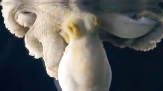 A sleeping octopus changes color while dreaming