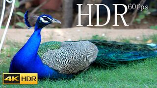 MOST BEAUTIFUL PEACOCKS IN THE WORLD 4K 60fps VIDEO WITH RELAXATION MUSIC
