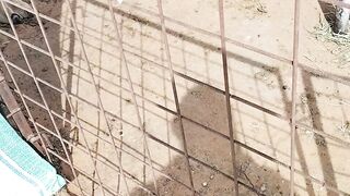 Nice animal video