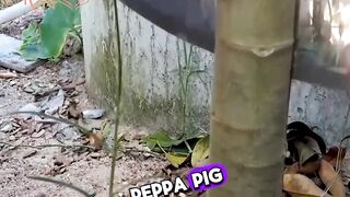 ????৪ পদ্ধতি পেঁপে গাছ রোপন করলে- ফলন হবে ১০ গুণ।