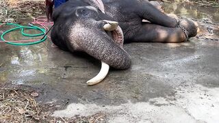 Elephant spa time