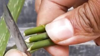 Flowers plants grafting