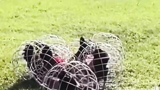 How to raise chickens without a farm