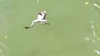 Swimming frog