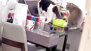 Adorable cat's cute behavior