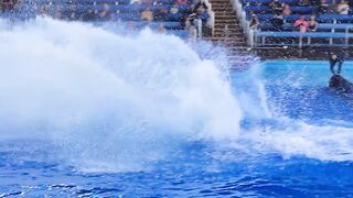 Seaworld San Antonio Orca Show Highlights...#teluguvlogsfromusa #telangana #andhrapradesh #hyderabad