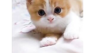 Cat Love