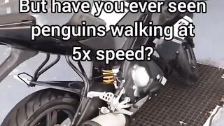 i love penguine