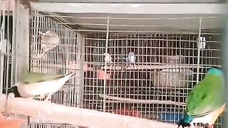 Goldian Finch