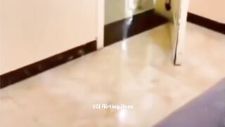 Useful dog