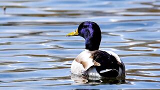 Quenched Quacker A Duck Serenely Sipping on the Surface