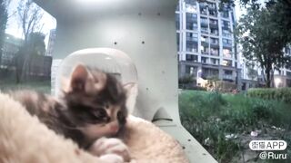 Tiny meow (is lonely) ????‍⬛????????