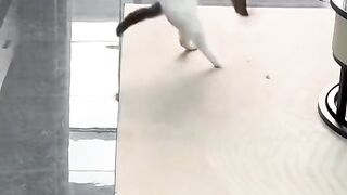 Someone stop the fight between two cats for supremacy