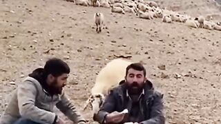 Capcut new trending #2024 #funny #shortsmusic video #viraltiktok #usa #eu