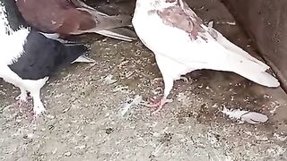 Kabootar