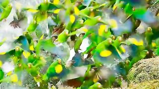 Parrots life in forest wildlife Nature