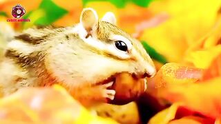 Beautiful animal