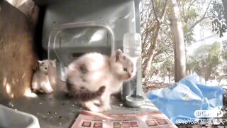 Mini Kangaroo ????: The new mini hop hop cat ????