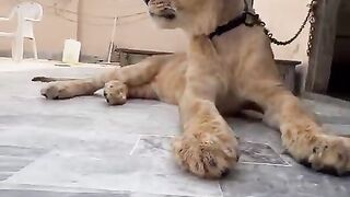 Simba pet lion