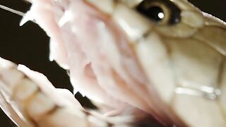 The Cobra snake releases its venom