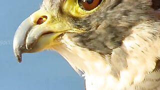 Eagles have sharp eyes stalking their prey