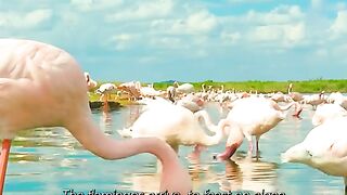 The lion wants to prey on the flamingo