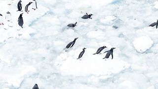 A confused sea lion chases a penguin
